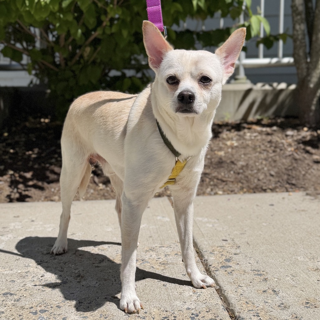 Tink Chihuahua White 