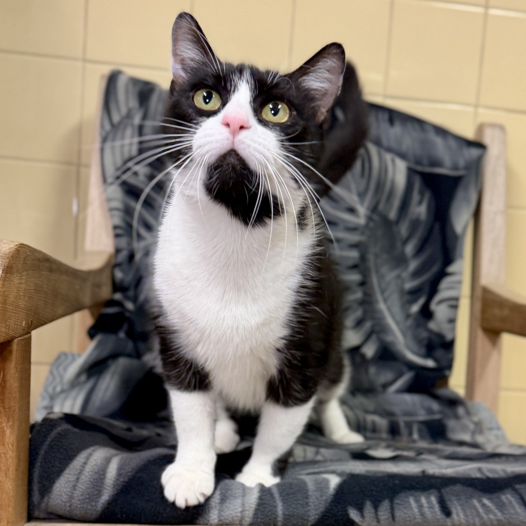Freda Domestic Shorthair Black