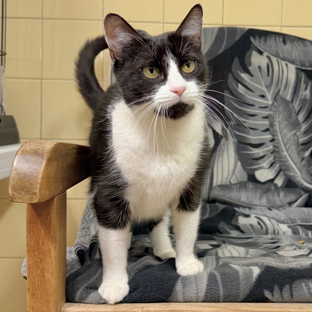 Freda Domestic Shorthair Black