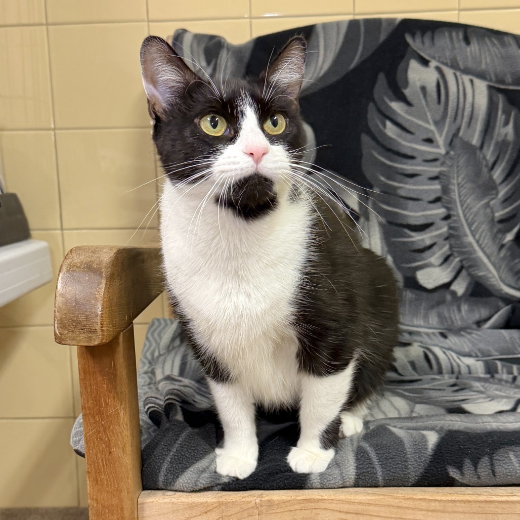 Freda Domestic Shorthair Black