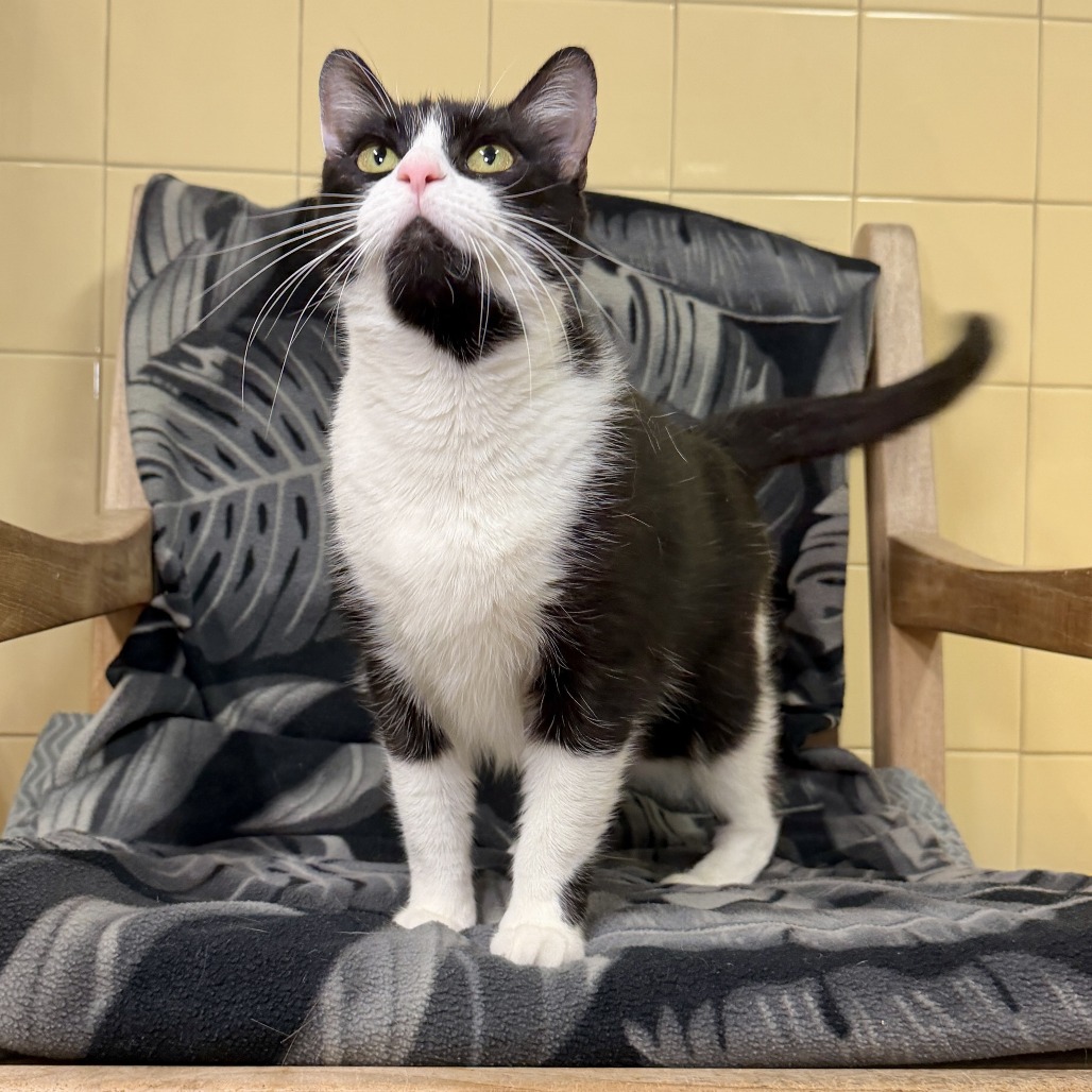 Freda Domestic Shorthair Black