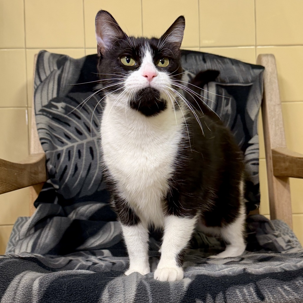 Freda Domestic Shorthair Black