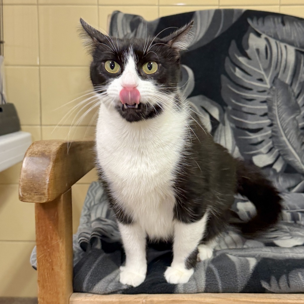 Freda Domestic Shorthair Black