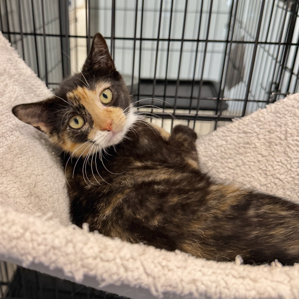 Renee Domestic Shorthair Black Torbie