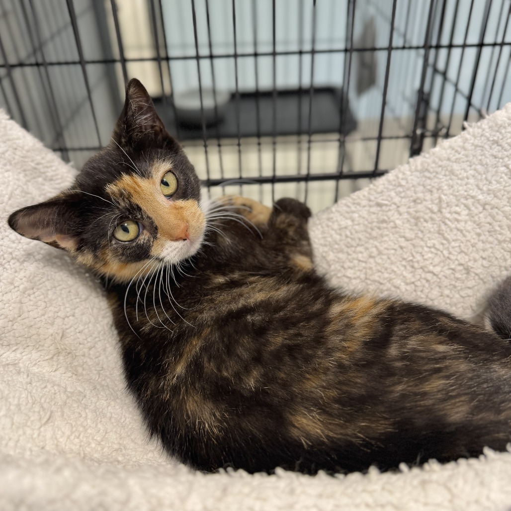 Renee Domestic Shorthair Black Torbie