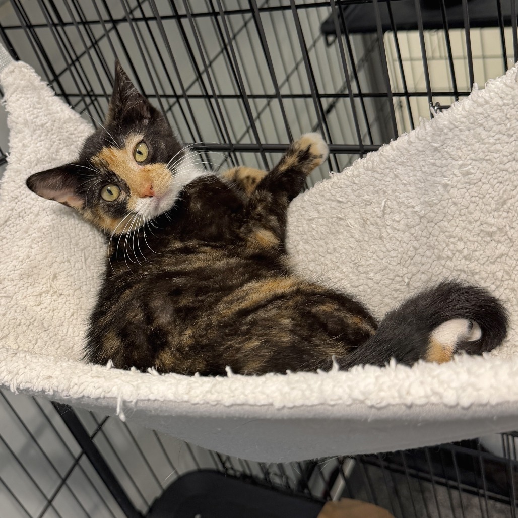 Renee Domestic Shorthair Black Torbie