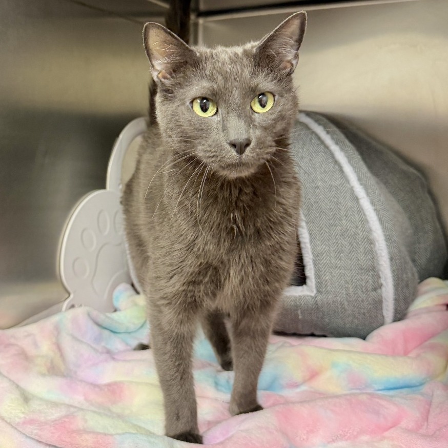 Toby Domestic Shorthair Grey