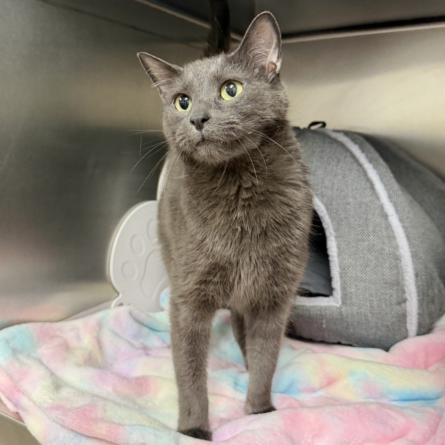 Toby Domestic Shorthair Grey