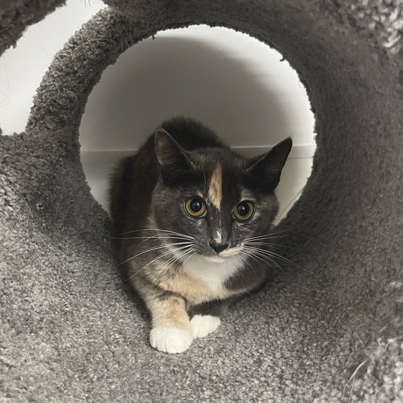 Maybach Domestic Shorthair Grey/Calico None