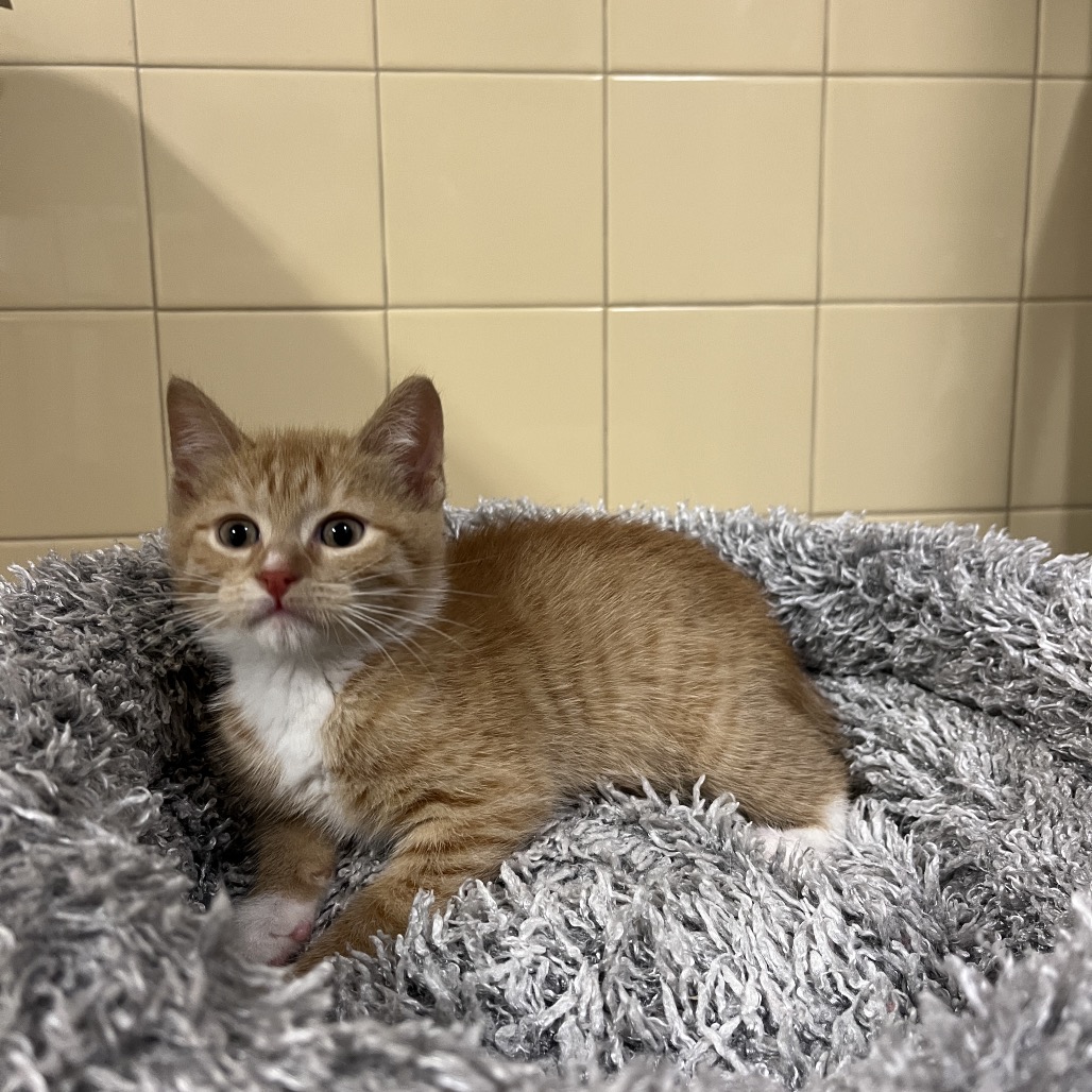 Sun Domestic Shorthair Orange 