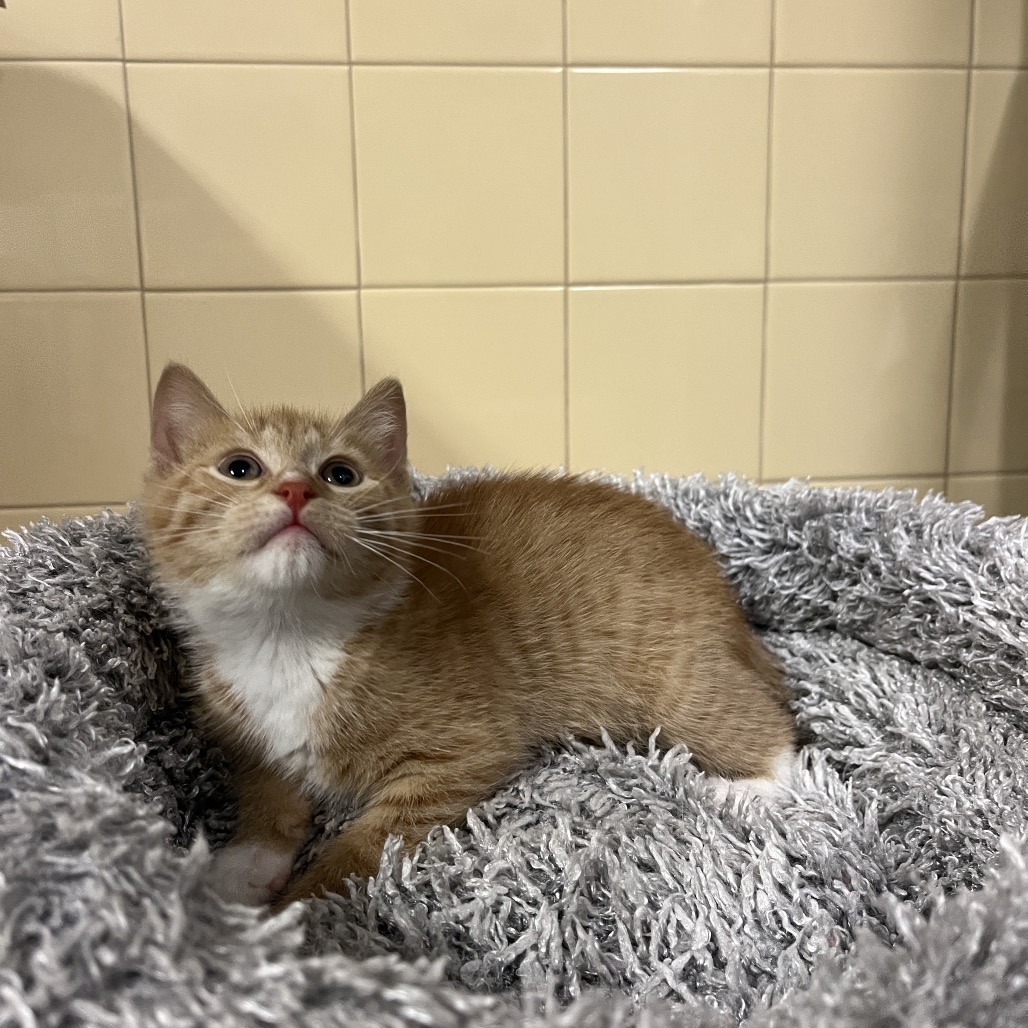 Sun Domestic Shorthair Orange 