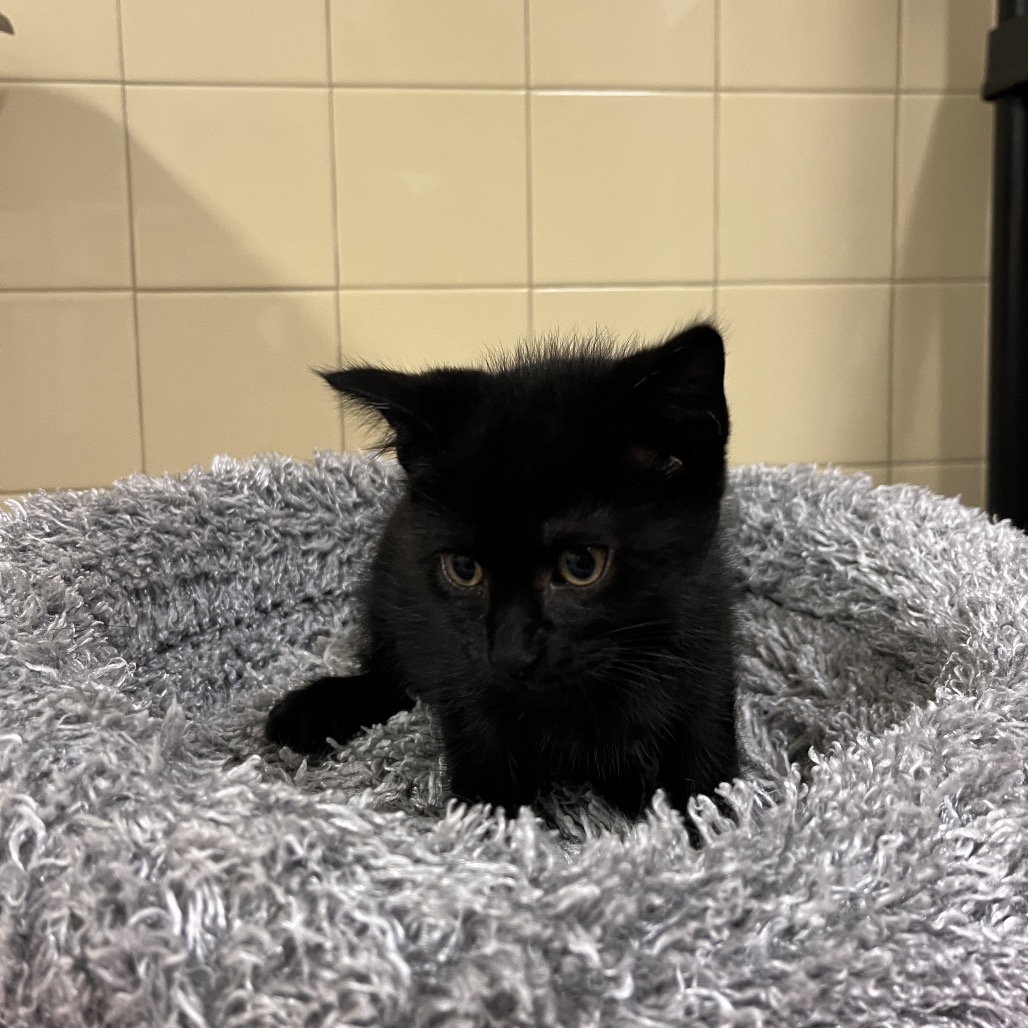 Moon Domestic Shorthair Black None