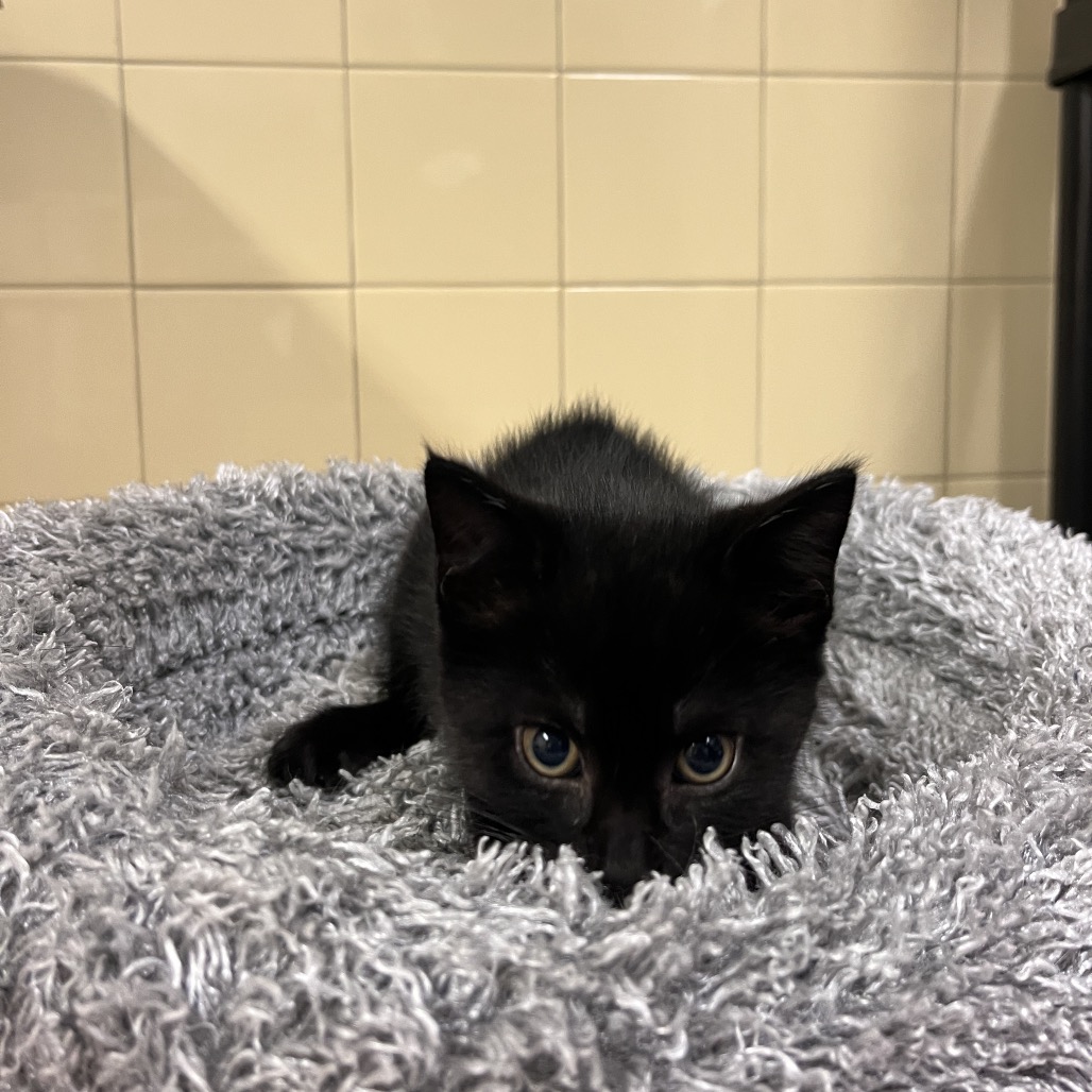 Moon Domestic Shorthair Black None