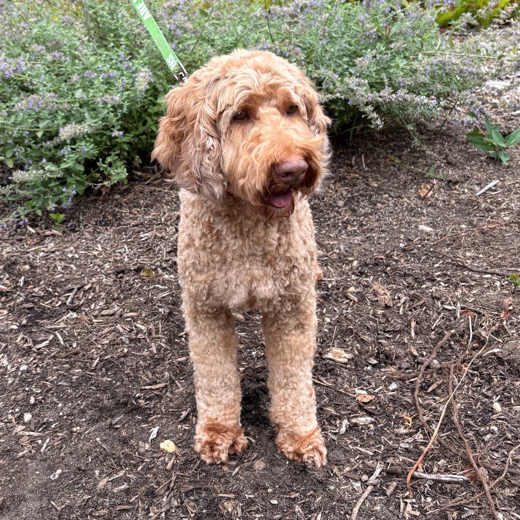 Rocky Retriever, Golden/Poodle Apricot