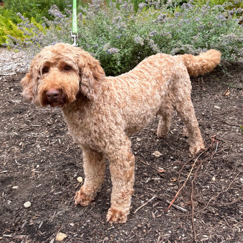 Rocky Retriever, Golden/Poodle Apricot