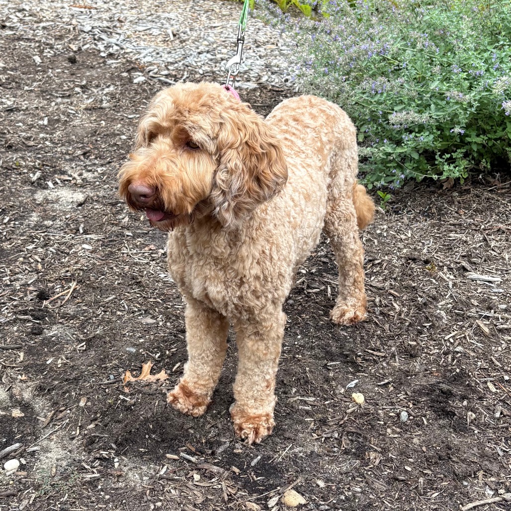Rocky Retriever, Golden/Poodle Apricot
