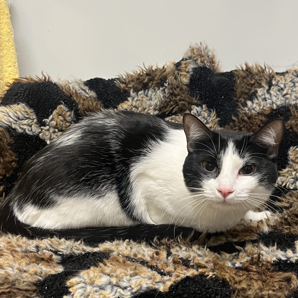 Check