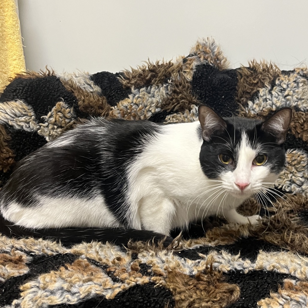 Check Domestic Shorthair White