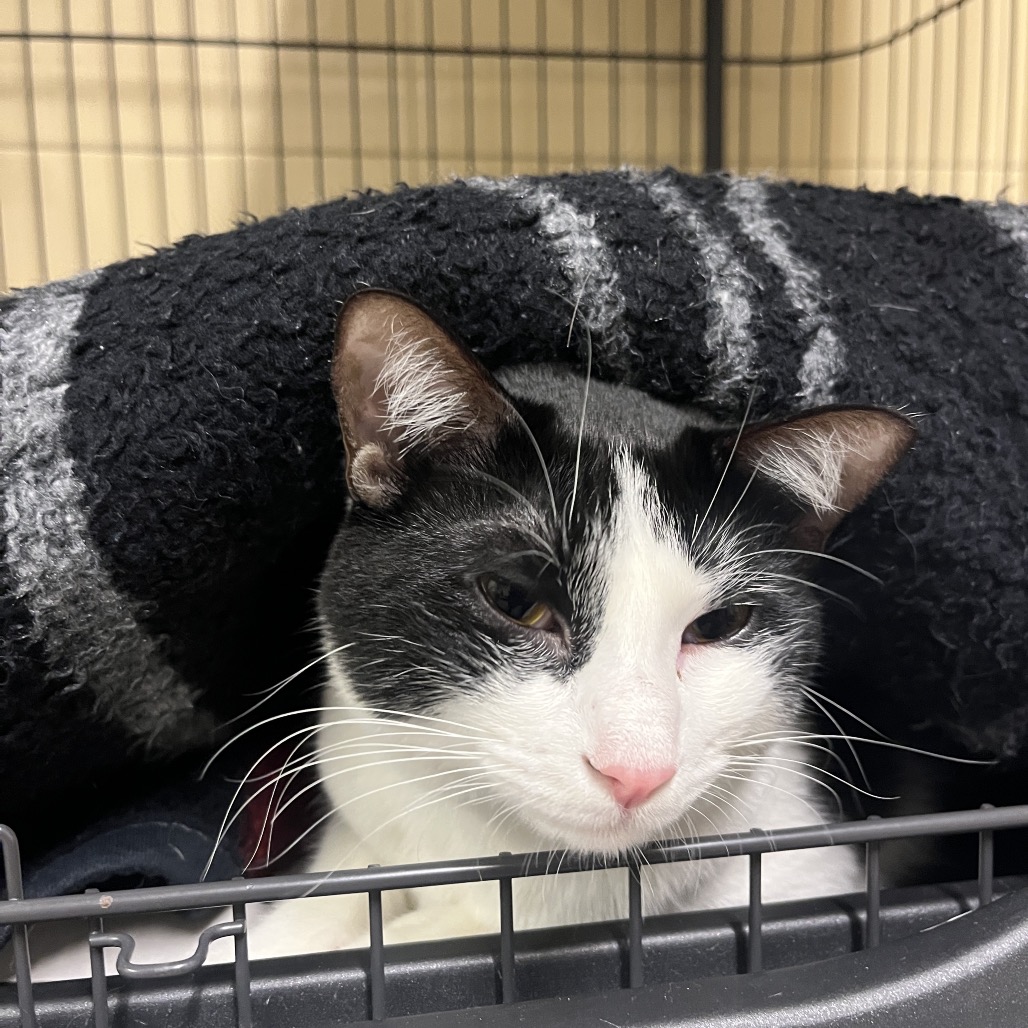Check Domestic Shorthair White
