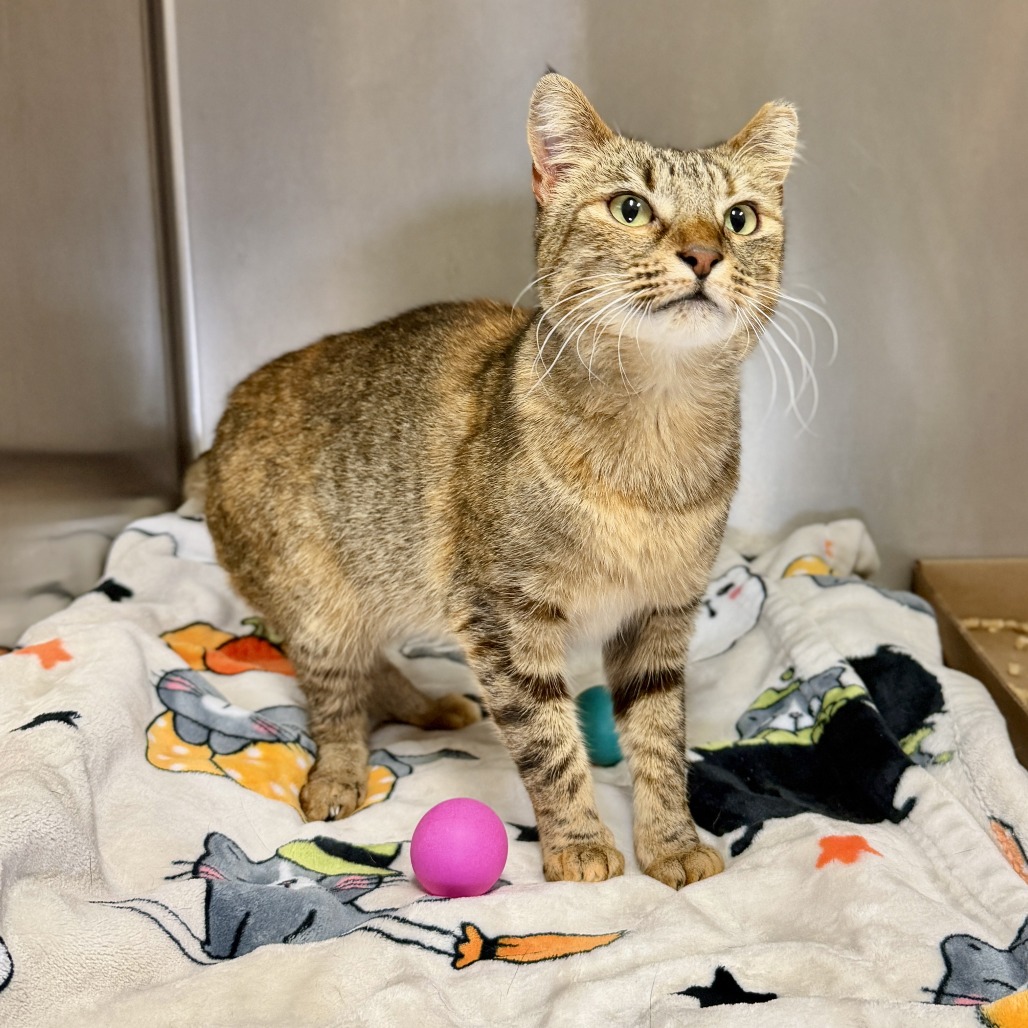 Ecco Domestic Shorthair Brown Tortie