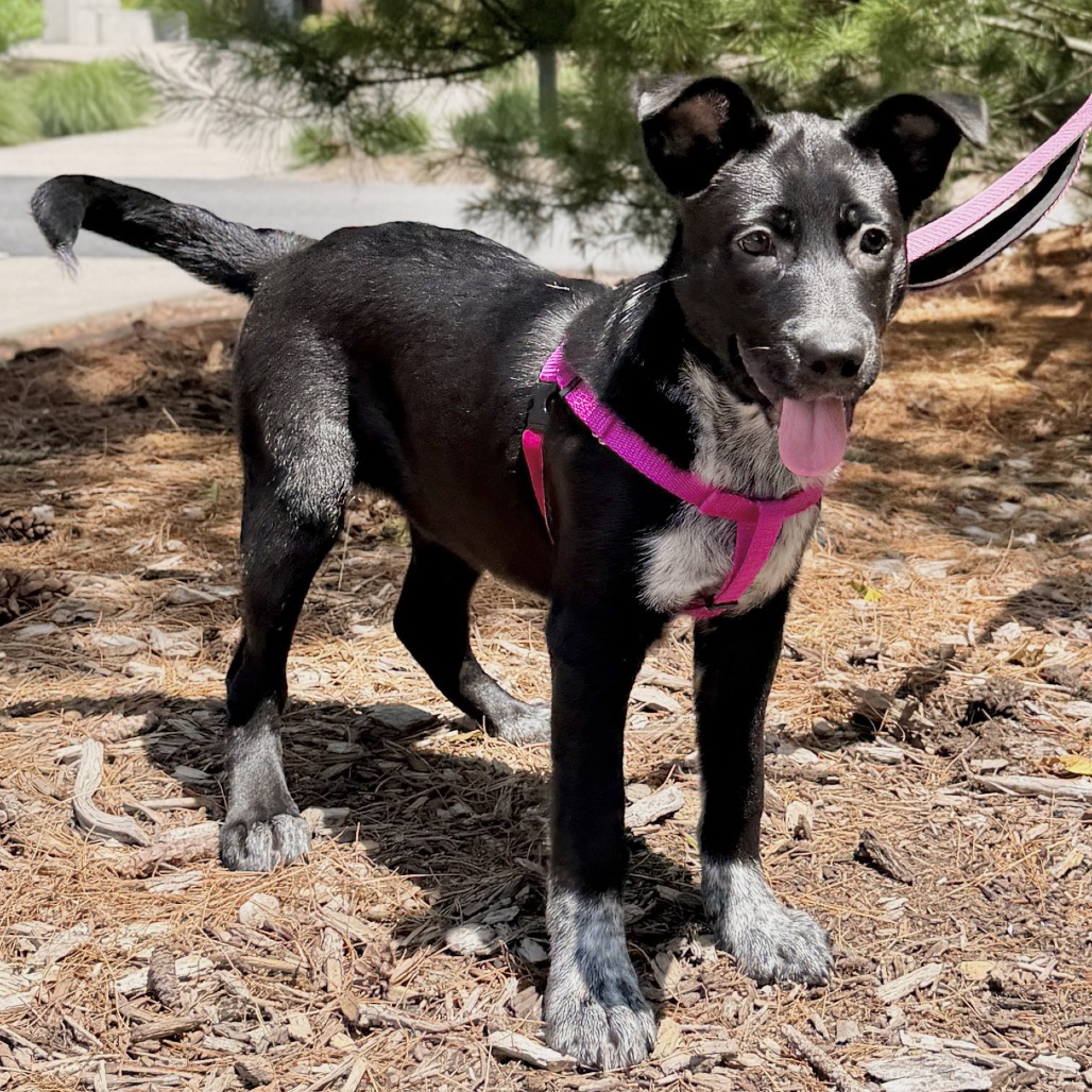 Chickpea American Blue Heeler Black