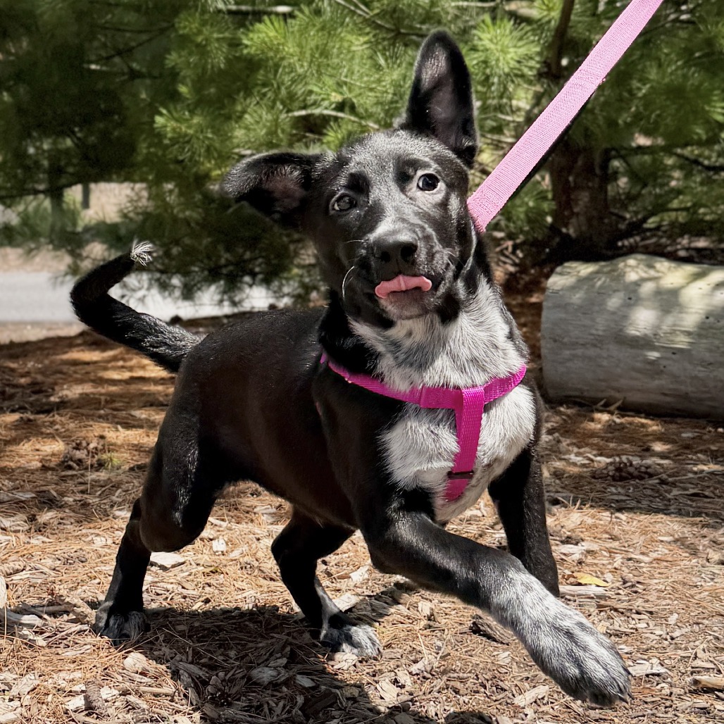 Chickpea American Blue Heeler Black