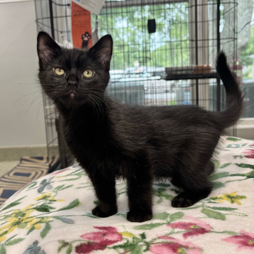 Larry Domestic Shorthair Black