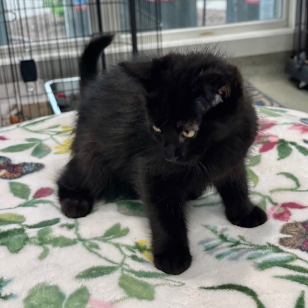 Larry Domestic Shorthair Black