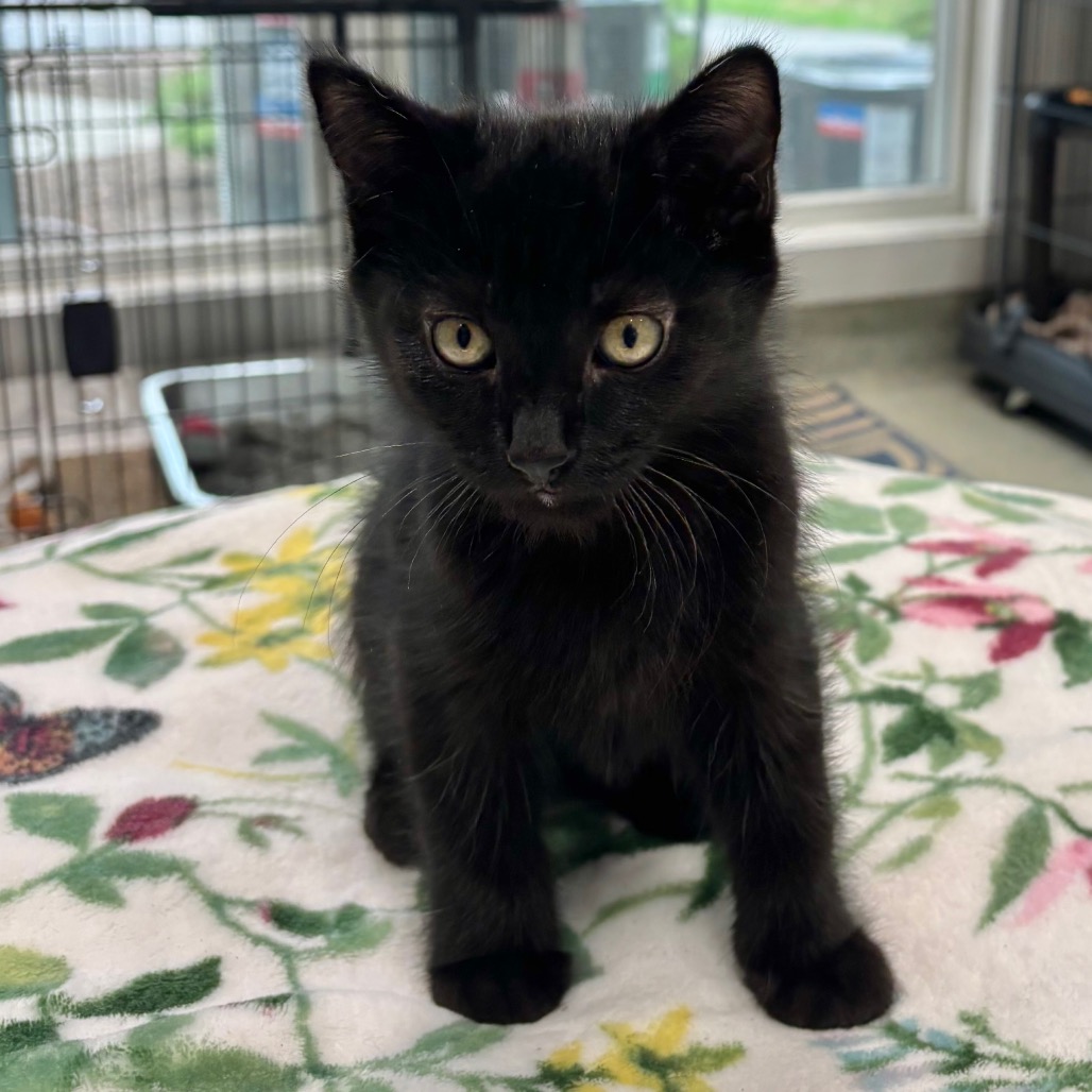 Larry Domestic Shorthair Black