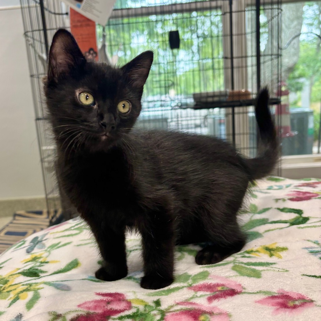 Larry Domestic Shorthair Black