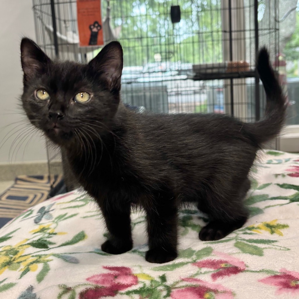 Larry Domestic Shorthair Black