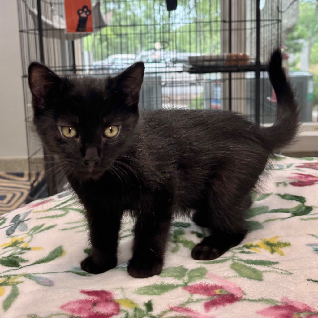 Larry Domestic Shorthair Black