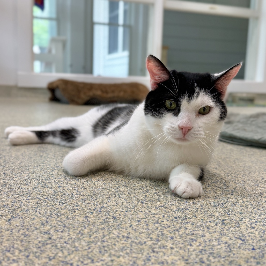 Solo Domestic Shorthair Black