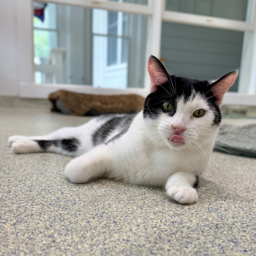 Solo Domestic Shorthair Black