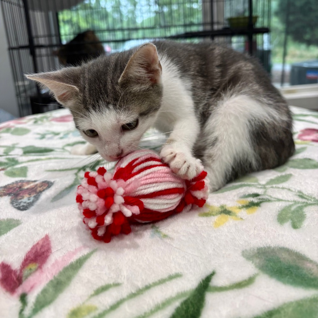 Koopa Domestic Shorthair Grey Dilute