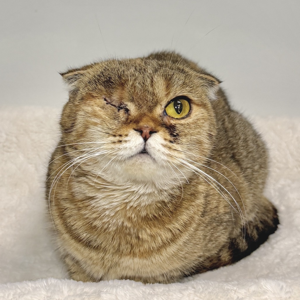Bonnie Scottish Fold Tan
