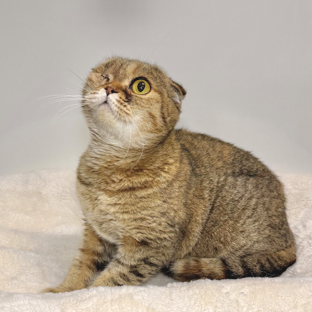 Bonnie Scottish Fold Tan