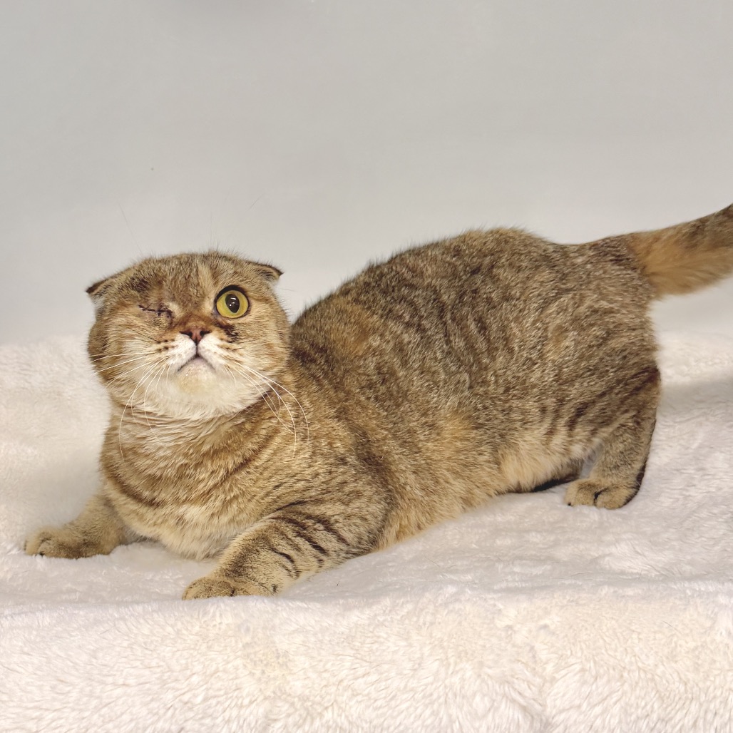 Bonnie Scottish Fold Tan