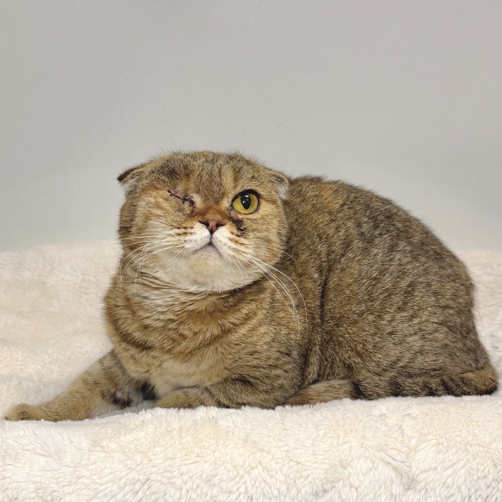 Bonnie Scottish Fold Tan