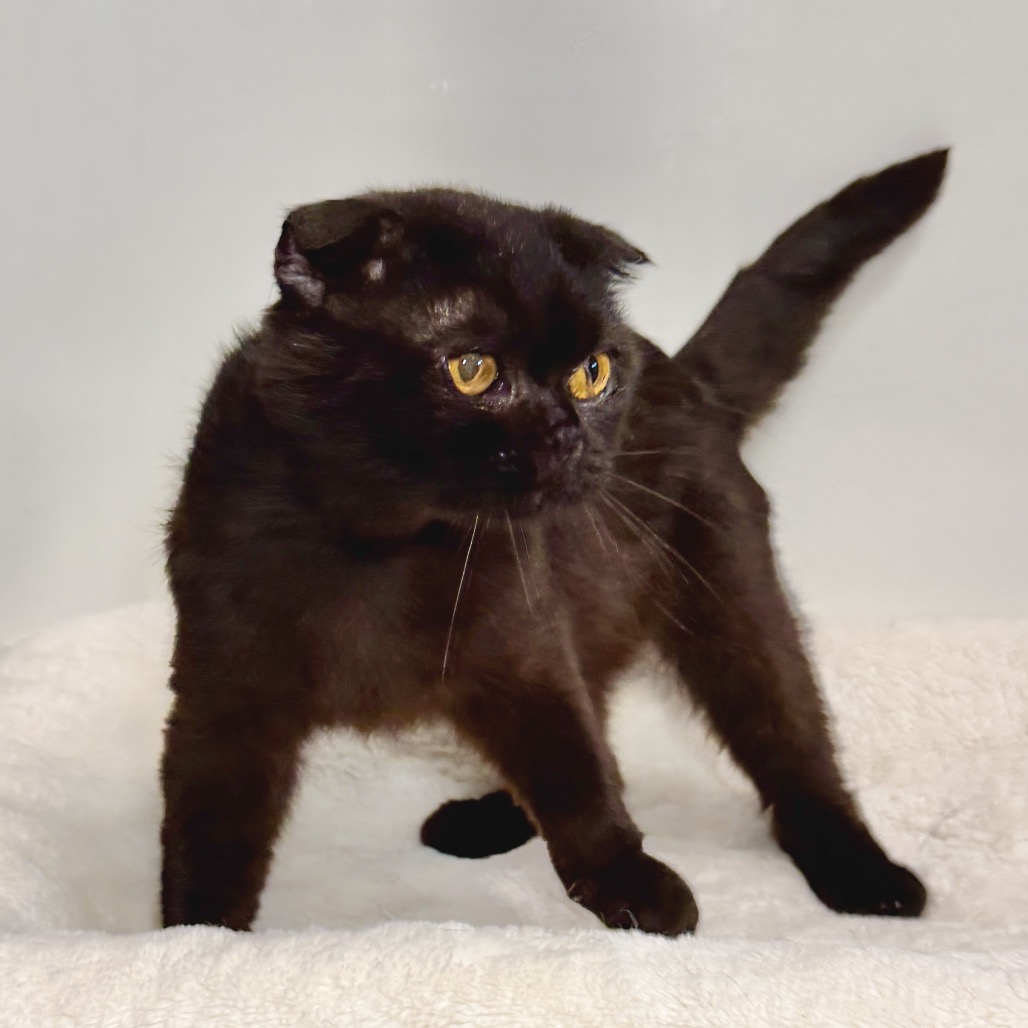 Angus Scottish Fold Black