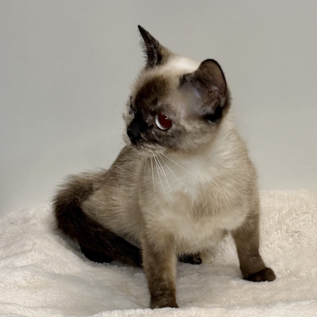 Mali Siamese Brown