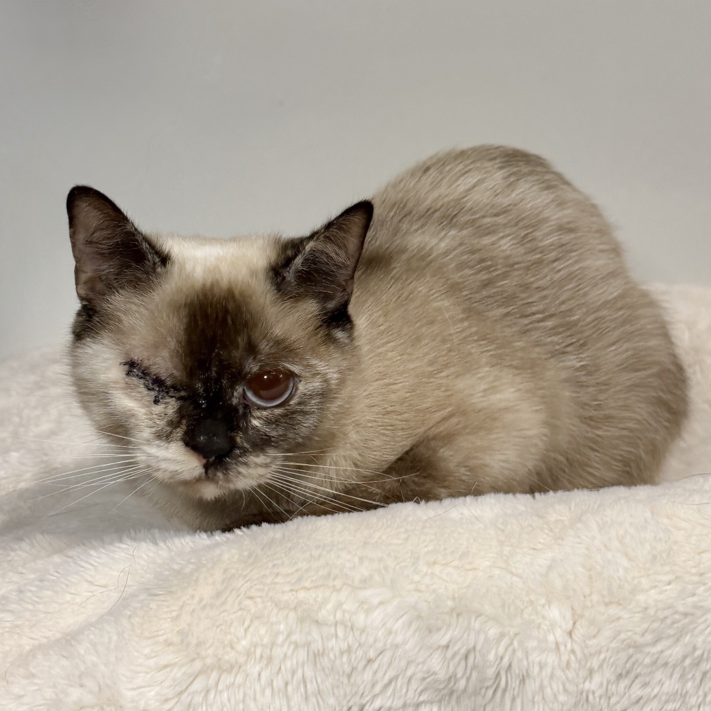 Mali Siamese Brown
