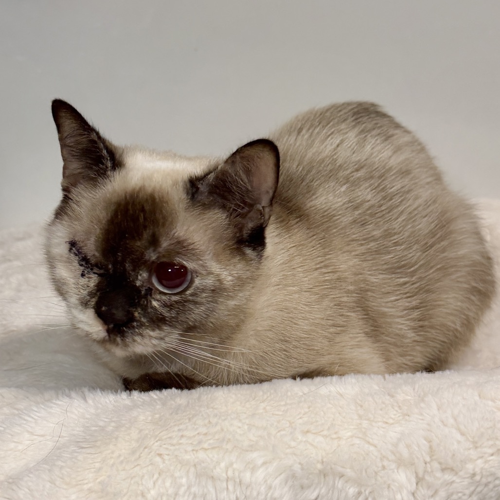 Mali Siamese Brown