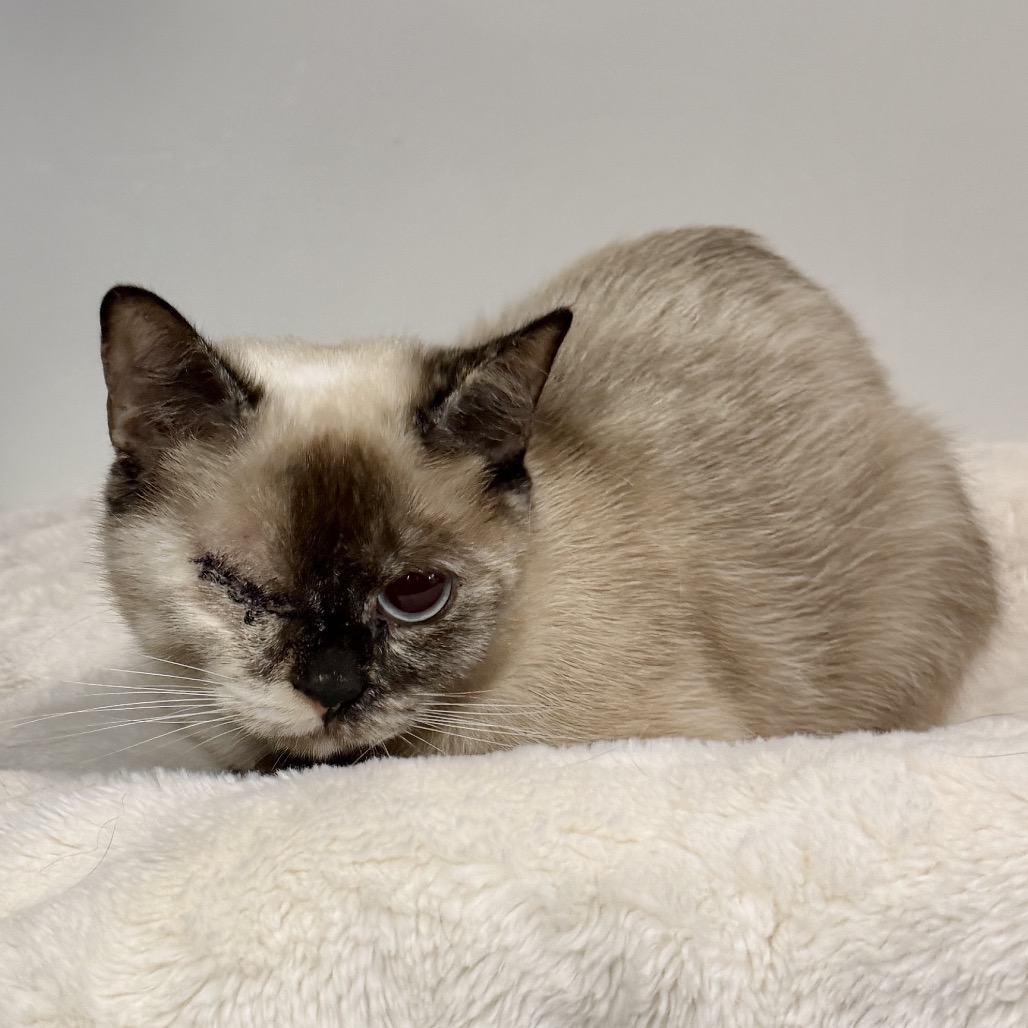 Mali Siamese Brown