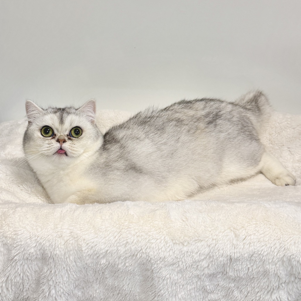 Elspeth Persian Silver None