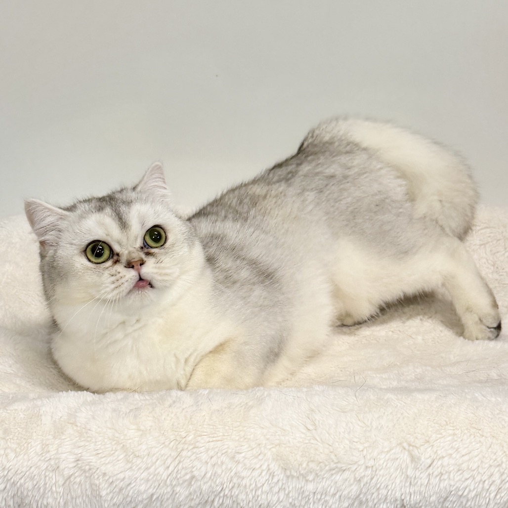 Elspeth Persian Silver None