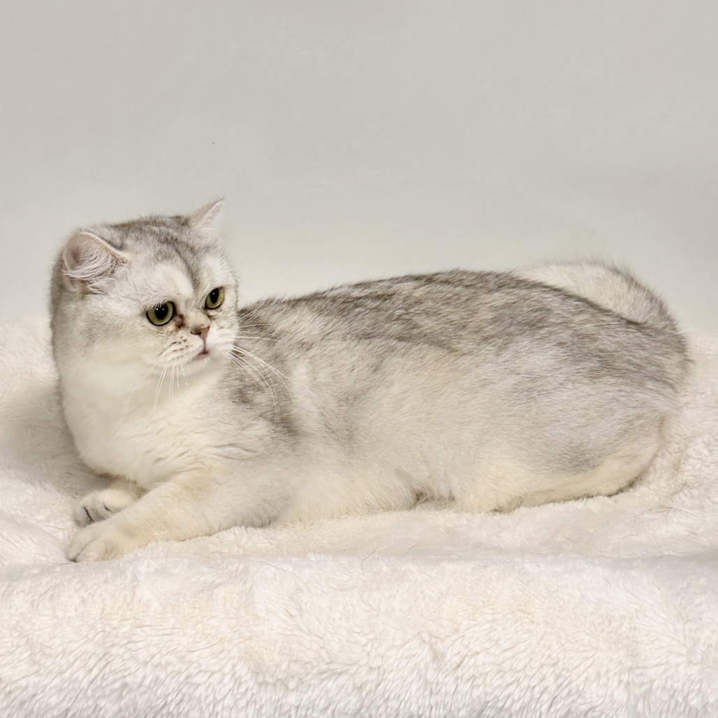 Elspeth Persian Silver None