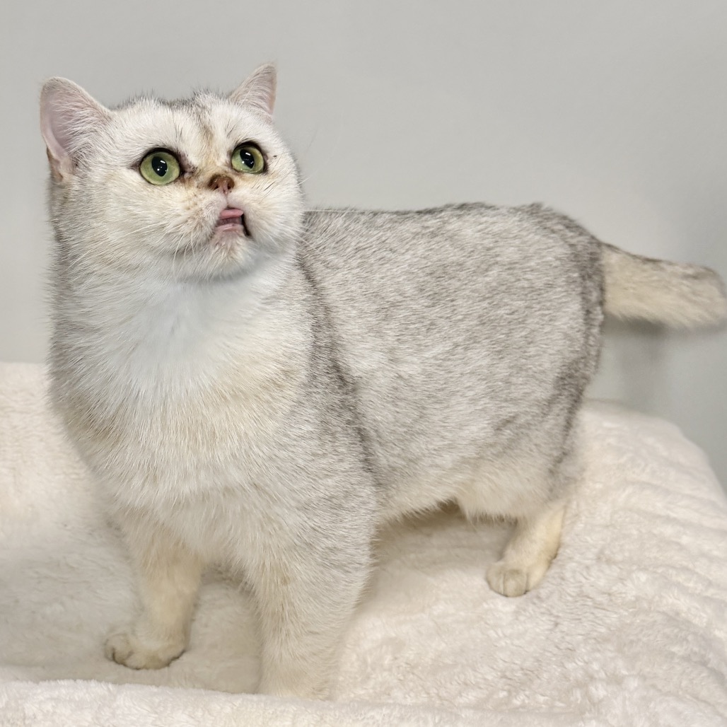 Eilidh Persian Silver None