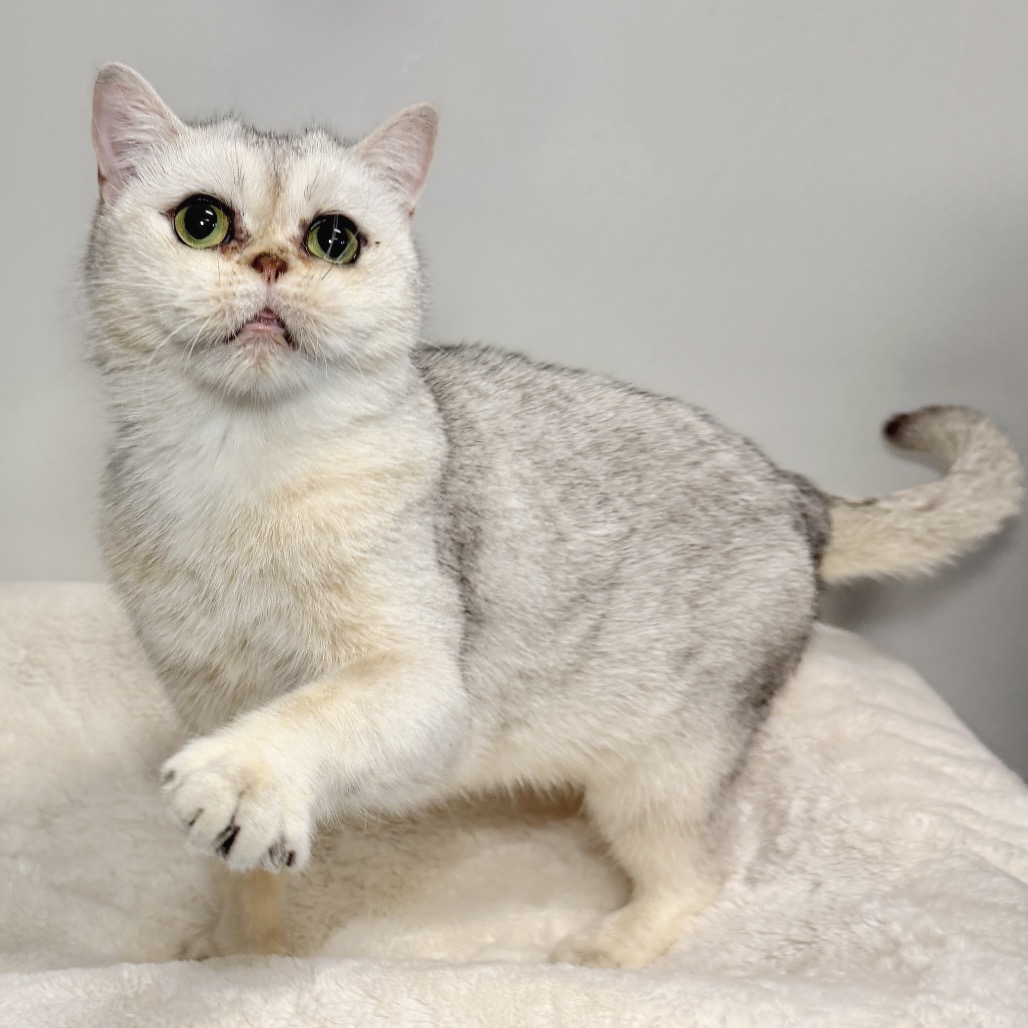 Eilidh Persian Silver None