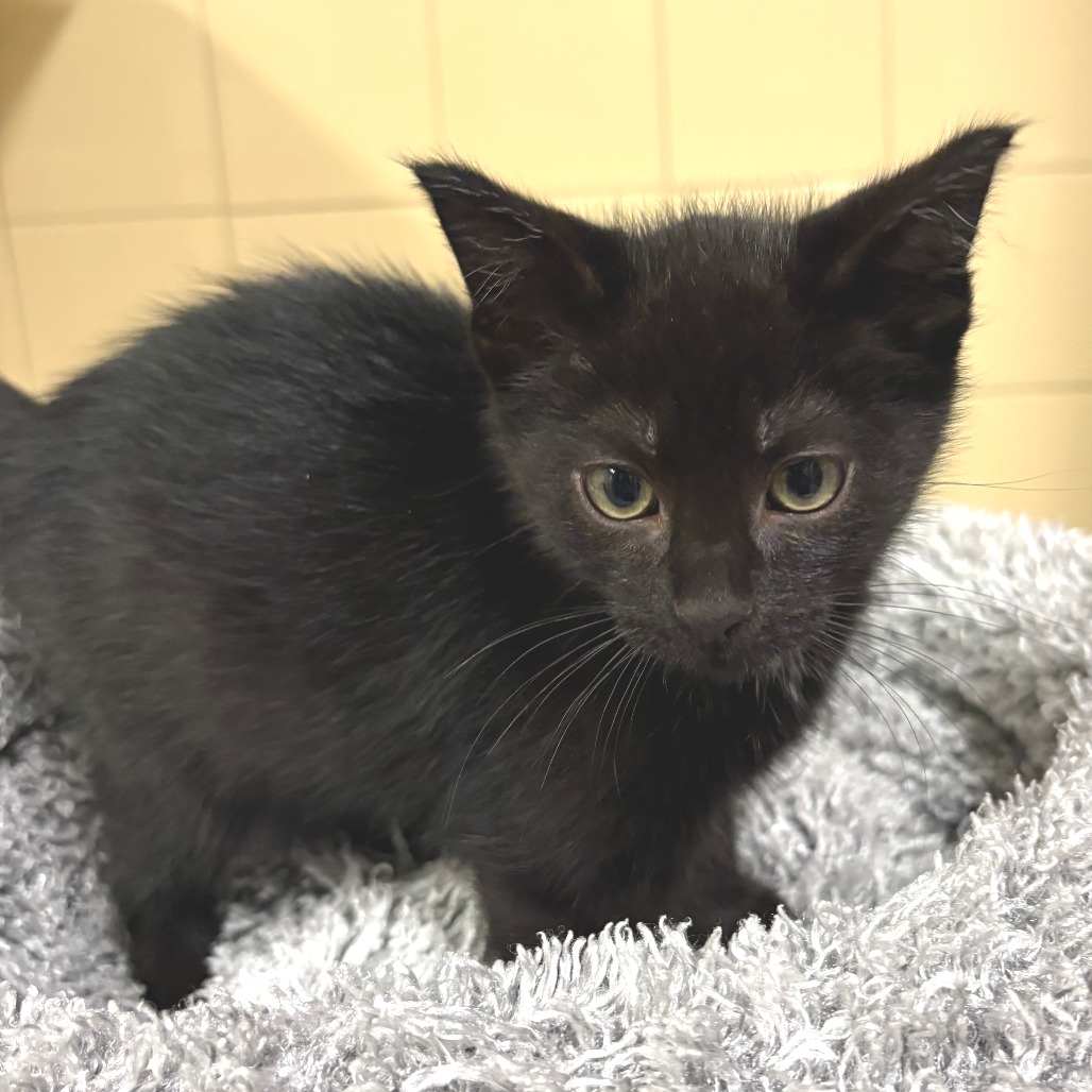 Hunter Domestic Shorthair Black None